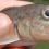 Firth, B., Poesch, M.S., Koops, M., Power, M. and D.A.R. Drake. (2021) Diet overlap of common and at-risk riverine benthic fishes before and after Round Goby (Neogobius melanostomus) invasion. Biological Invasions 23(1): 1-14.