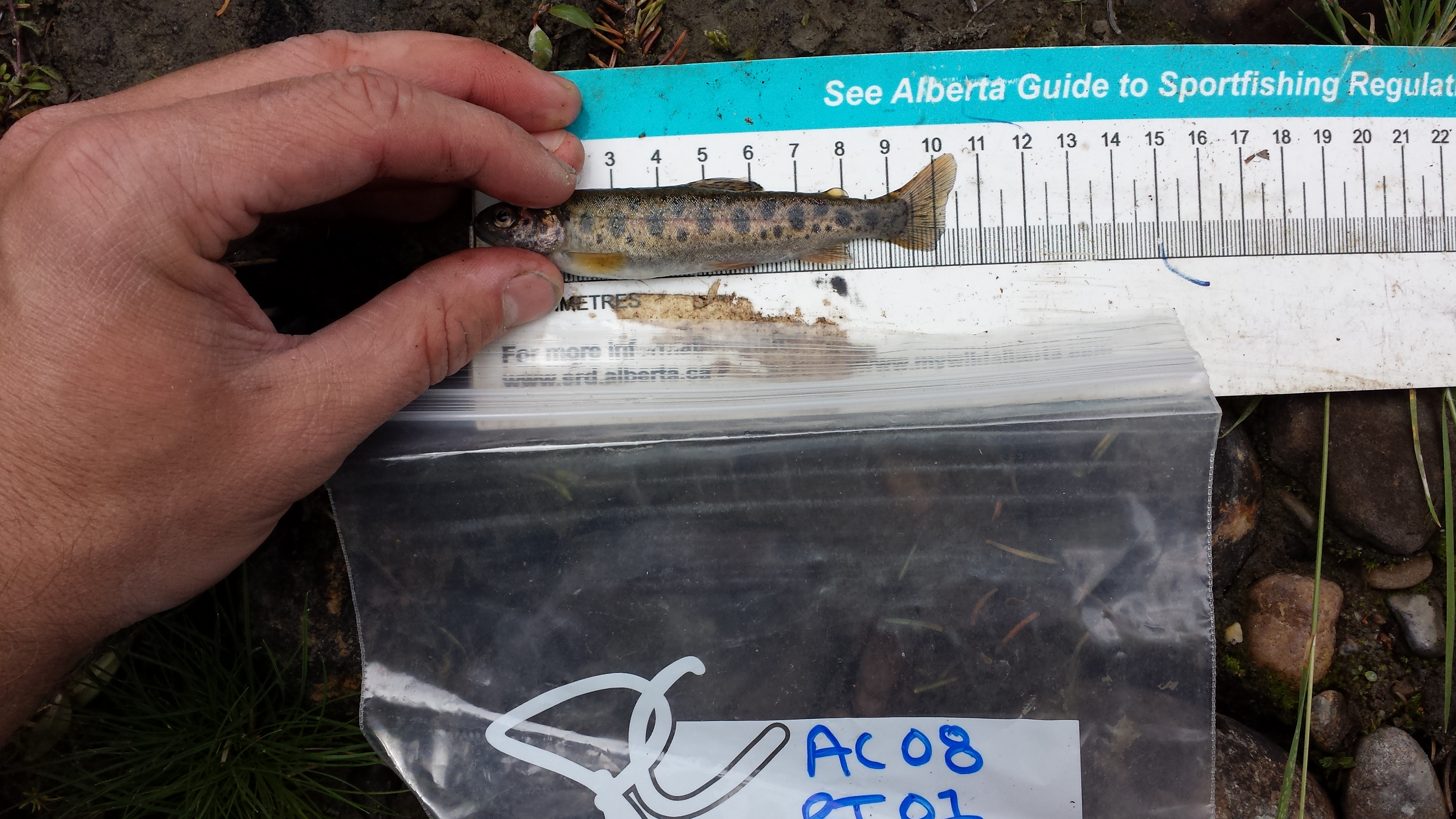 Athabasca Rainbow Trout (Oncorhynchus mykiss)