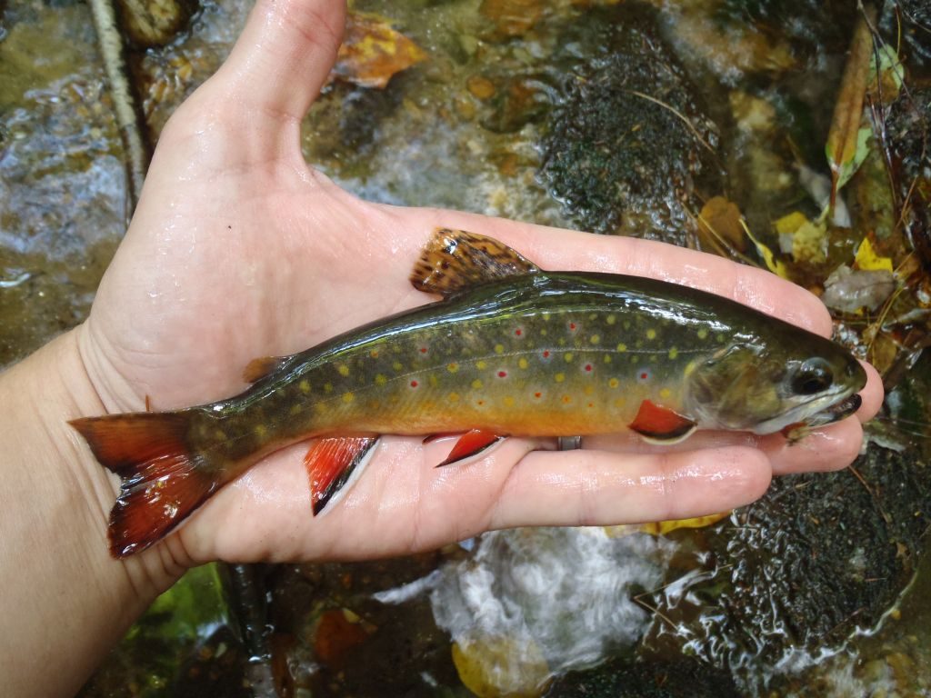 Fish species at risk.
